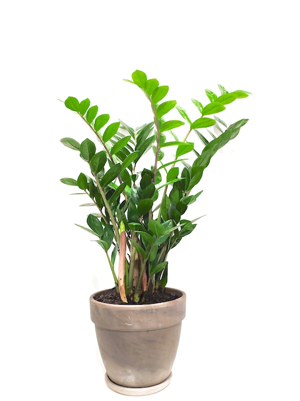 Zamia Bitkisi - Zamioculcas (Zz Bitkisi) ve Tercih Edilme Nedeni 